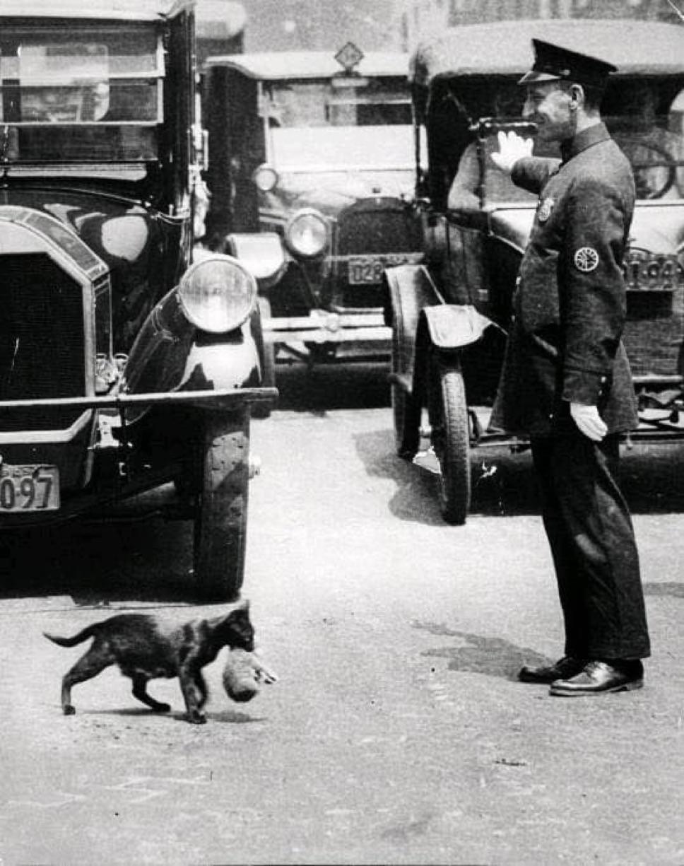 1925年，一名警察拦停了交通，为一只叼着小猫过马路的猫让行。
